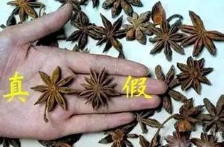 野茴不野,探寻自然与文化的交融之美